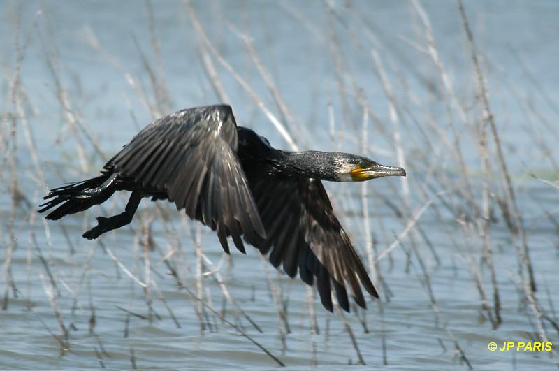 Grand Cormoran